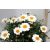 Cserjés margaréta Argyranthemum fr. La Rita White P10,5