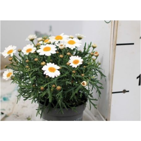 Cserjés margaréta Argyranthemum fr. La Rita White P10,5