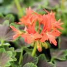 Muskátli Pelargonium zonale Fireworks in varietie