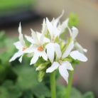 Muskátli Pelargonium zonale Fireworks in varietie