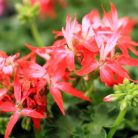 Muskátli Pelargonium zonale Fireworks in varietie