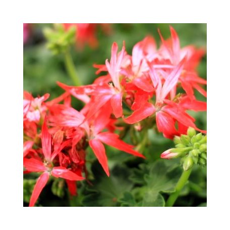 Muskátli Pelargonium zonale Fireworks in varietie