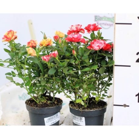 Rosa Victory mix 10 cm