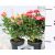 Rosa Victory mix 10 cm