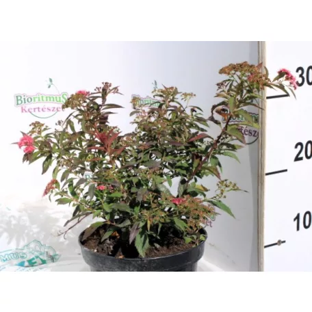 Japán gyöngyvessző Spirea japonica Shirobana K2