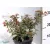 Japán gyöngyvessző Spirea japonica Shirobana K2