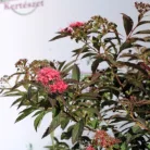 Japán gyöngyvessző Spirea japonica Shirobana K2