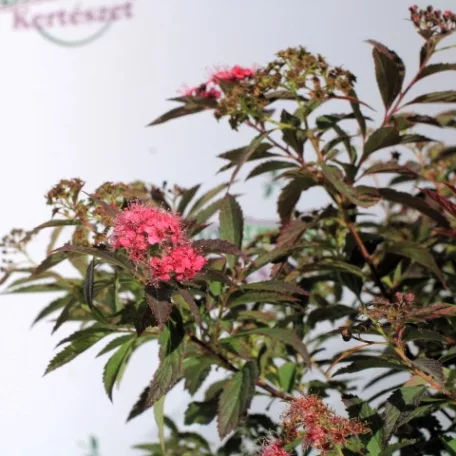 Japán gyöngyvessző Spirea japonica Shirobana K2