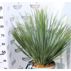 YUCCA ROSTRATA INVITRO P.20 Lt H-080 cm