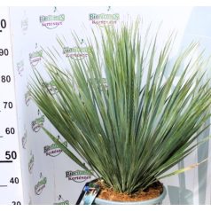 YUCCA ROSTRATA INVITRO P.20 Lt H-080 cm