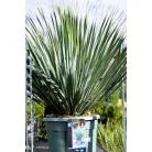 YUCCA ROSTRATA INVITRO P.20 Lt H-080 cm