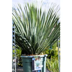 YUCCA ROSTRATA INVITRO P.20 Lt H-080 cm