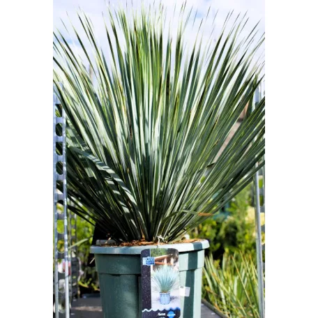 YUCCA ROSTRATA INVITRO P.20 Lt H-080 cm