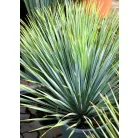 YUCCA ROSTRATA INVITRO P.20 Lt H-080 cm
