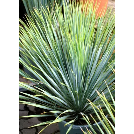 YUCCA ROSTRATA INVITRO P.20 Lt H-080 cm
