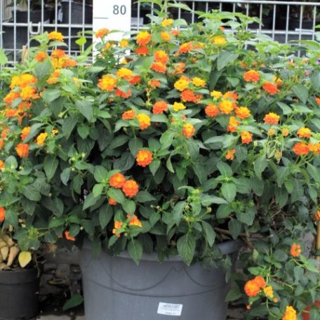 Sétányrózsa LANTANA CAMARA P.45