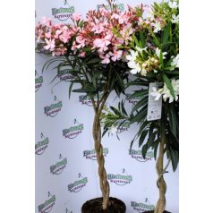 Leander NERIUM OLEANDER P.23 ANTHRACITE POT TWIS