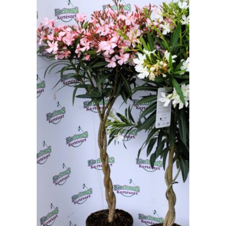 Leander NERIUM OLEANDER P.23 ANTHRACITE POT TWIS