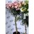 Leander NERIUM OLEANDER P.23 ANTHRACITE POT TWIS