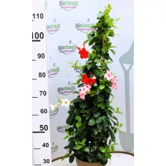   Tölcsérjázmin DIPLADENIA SUNDEVILLE TRICOLOR CLASSIC '