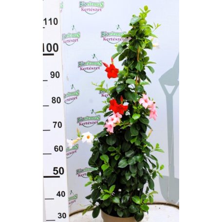 Tölcsérjázmin DIPLADENIA SUNDEVILLE TRICOLOR CLASSIC '