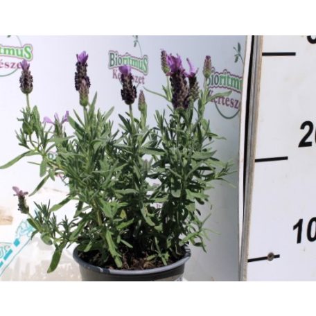 Francia levendula Lavendula stoechas 12 cm
