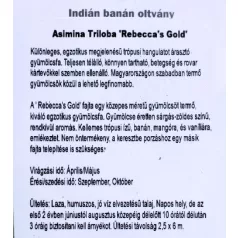 Indiánbanán oltott KISS Asimina Triloba