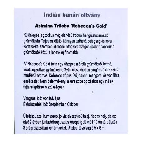 Indiánbanán oltott KISS Asimina Triloba