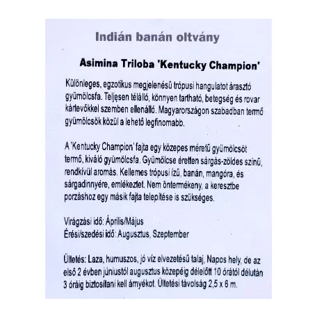 Indiánbanán oltott KISS Asimina Triloba