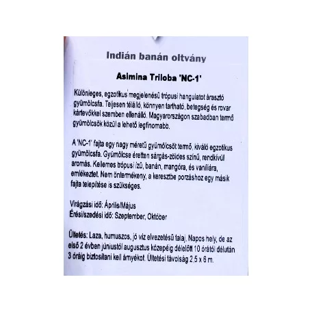 Indiánbanán oltott KISS Asimina Triloba