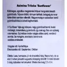 Indiánbanán oltott KISS Asimina Triloba