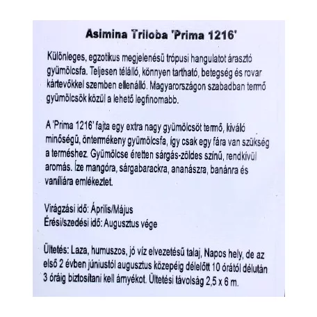 Indiánbanán oltott KISS Asimina Triloba