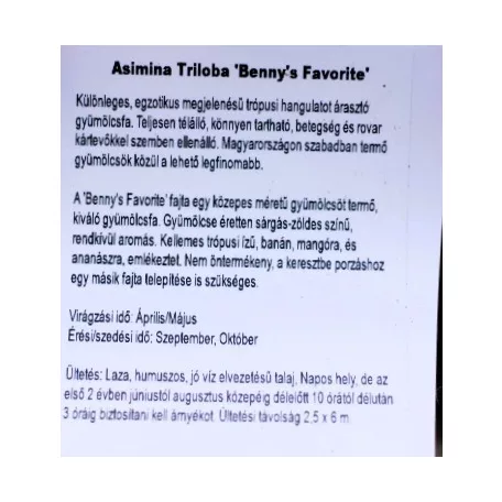 Indiánbanán oltott KISS Asimina Triloba
