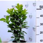 Babérmeggy Etna Prunus laurocerasus Etna 1.5 l