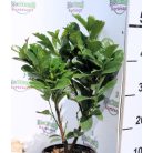 Babérmeggy Etna Prunus laurocerasus Etna 1.5 l