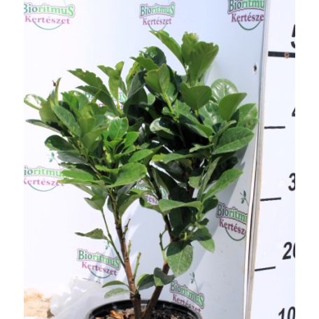 Babérmeggy Etna Prunus laurocerasus Etna 1.5 l