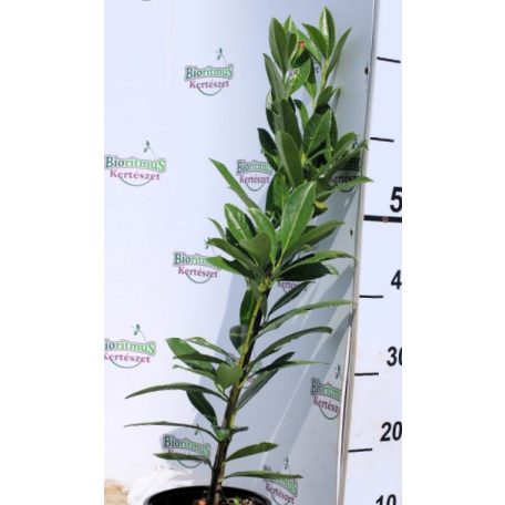 Kaukázusi babérmeggy Prunus laur. Caucasica 1.5 l