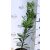 Kaukázusi babérmeggy Prunus laur. Caucasica 1.5 l