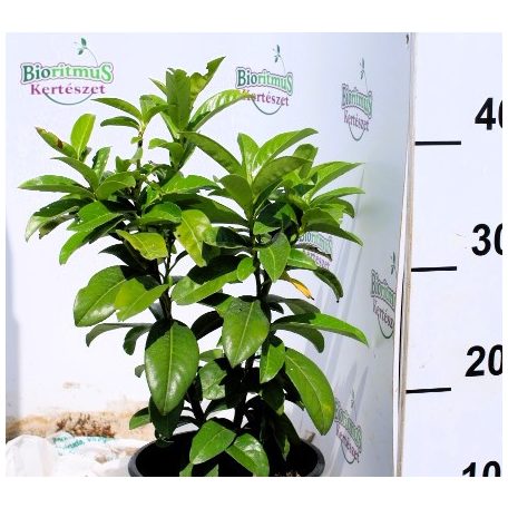Oszlopos babérmeggy Prunus laurocerasus 'Genolia' 1,5 lit