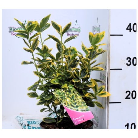 Sárga-tarka levelű japán kecskerágó Euonymus jap. Marieke P17