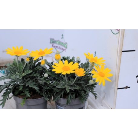 Földanyavirág Euryops Pectinatus Silver Star