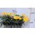 Földanyavirág Euryops Pectinatus Silver Star