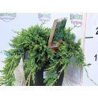Terülő henyeboróka Juniperus horizontalis Wiltonii P17