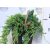 Terülő henyeboróka Juniperus horizontalis Wiltonii P17