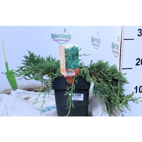 Terülő henyeboróka Juniperus horizontalis Wiltonii P17