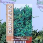 Terülő henyeboróka Juniperus horizontalis Wiltonii P17