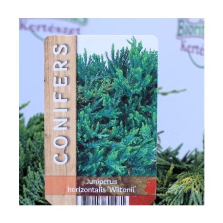 Terülő henyeboróka Juniperus horizontalis Wiltonii P17