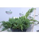 Kék kúszó boróka Juniperus squamata Blue Carpet P17