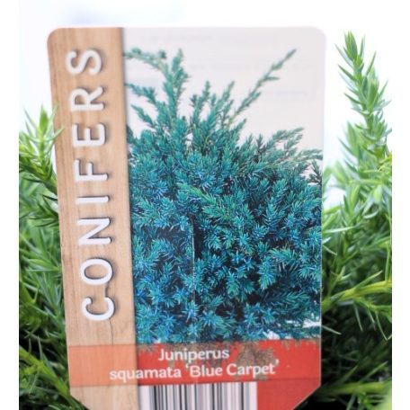 Kék kúszó boróka Juniperus squamata Blue Carpet P17