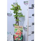 Ribes rubrum Jonkheer van Tets P15